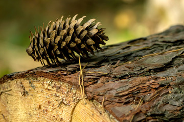 Autumn cones in the forest.