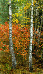 Panele Szklane  Brzozowy las w złotej jesieni.