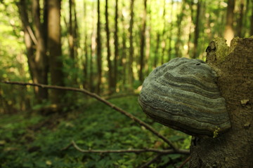 Pilz im Wald mit Bokeh im Hintergrund