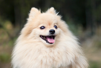 Close up portrait of a happy cheerful Spitz dog outdoor in a park. Cute fluffy german puppy is smiling with his tongue out. Little miniature beautiful Pomeranian on walk. Healthy playful animal, pet.