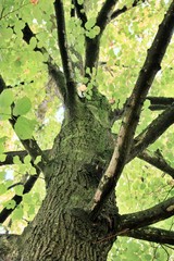 view from below into the tree crown