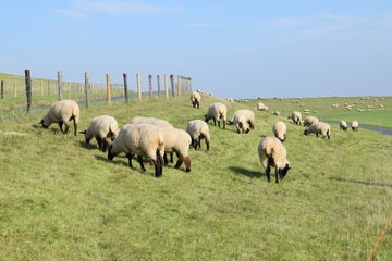 Schafe auf dem Deich in Pilsum 