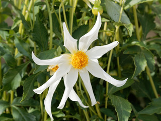 Close-up of White Orchid Dahlias or Star shaped single white flowers