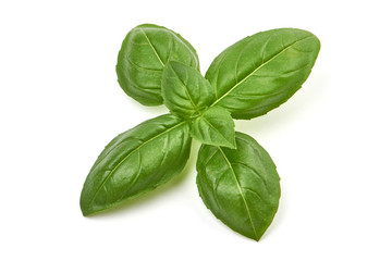 Sweet basil herb leaves, isolated on white background