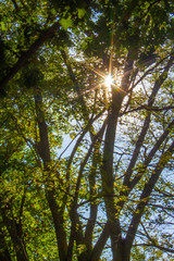 Obraz premium Starburst San Flare Through Tress