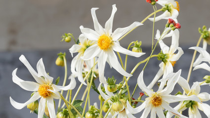 White Orchid Dahlias or Star shaped single white flowers like centered petals like rays surrounding a yellow disc - Powered by Adobe
