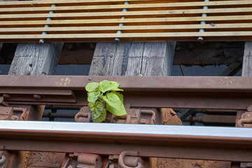 Plant in a rail