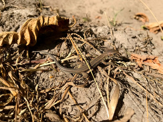 Little brown lizard in the dead foliage