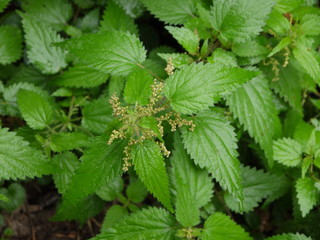 Frische Brennnesseln