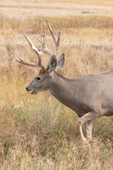 Naklejka na ściany i meble Nice Mule deer Buck in Colorado in Fall