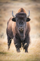 Bison bison, American bison is standing in dry grass, in typical autumn environment of Yellowstone,USA © Petr Šimon
