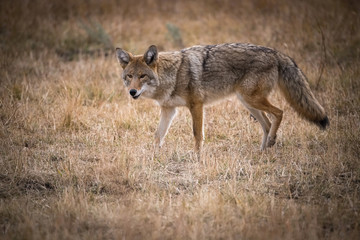 Canis latrans, Coyote is trying to catch the mouse, walking is the dry grass in the Yellowstone National Park, USA