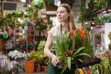 Fototapeta na wymiar Flower shop seller holding bromeliad pots
