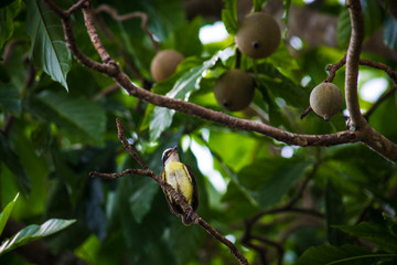 Grande-kiskadi (Bem-te-vi filhote)