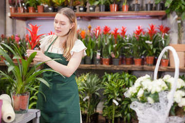Friendly smiling female florist holding a pot with a home plant in the floral shop
