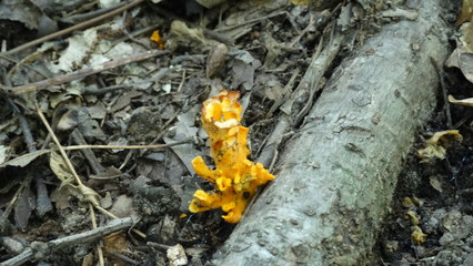 Fungi On A Tree Root