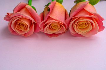 fresh, delicate roses on a pink background