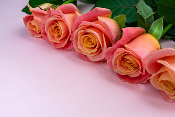fresh, delicate roses on a pink background
