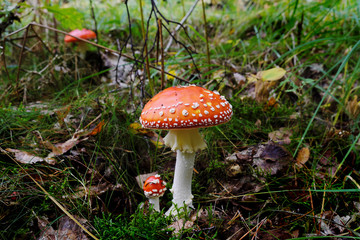 Fly agaric