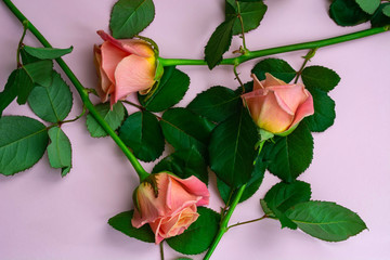 fresh, delicate roses on a pink background