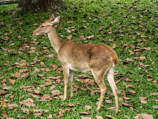 Close-up Eld's deer or Brow-antlered deer (Rucervus eldii thamin) standing on the lawn