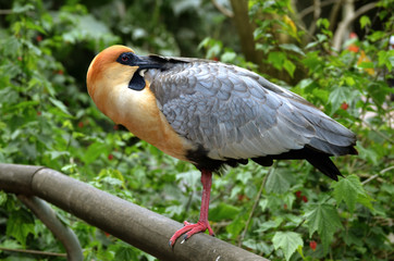 Bird Sleeping