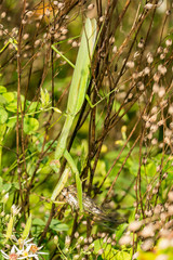 Chinese Mantis eating a cicada (Tenodera sinensis)