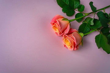 fresh, delicate roses on a pink background