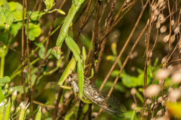 Chinese Mantis eating a cicada (Tenodera sinensis)