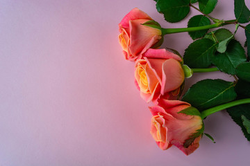 fresh, delicate roses on a pink background