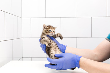 Obraz premium Checkup and treatment of a kitten by a doctor isolated on white background, vaccination and sex determination