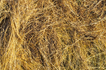 texture natural hay in the autumn harvest on the farm