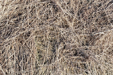 texture natural hay in the autumn harvest on the farm