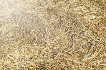 Fototapeta na wymiar texture natural hay in the autumn harvest on the farm