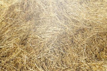 texture natural hay in the autumn harvest on the farm