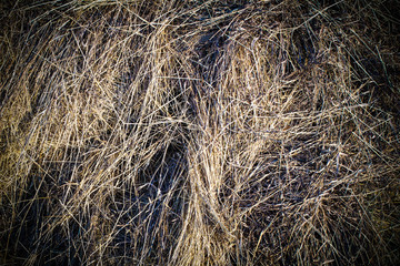 texture natural hay in the autumn harvest on the farm