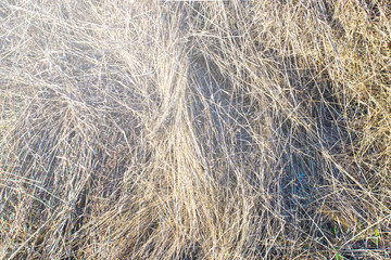 texture natural hay in the autumn harvest on the farm