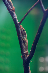 Lizard in Terrarium