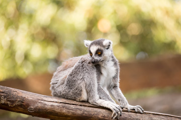  Ring-tailed lemur (lemur catta).Closeup with nature blur background.