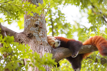 Lesser panda sleeping on a tree branch. Also called the red panda (Ailurus fulgens)lesser panda, the red bear-cat, and the red cat-bear, is a mammal © SNAB
