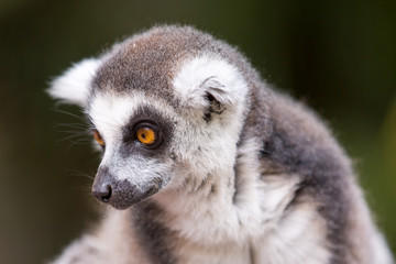  Ring-tailed lemur (lemur catta).Closeup with nature blur background.