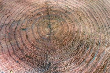 Fototapeta premium Holzstruktur und Textur 