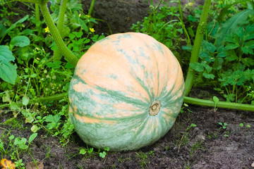 Green-orange ripe pumpkin on a bush in the garden. Farmer harvest season