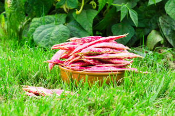 Pink spotted bean pods (Phaseolus) in a bowl on the grass