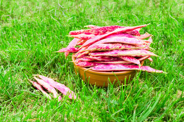 Pink spotted bean pods (Phaseolus) in a bowl on the grass
