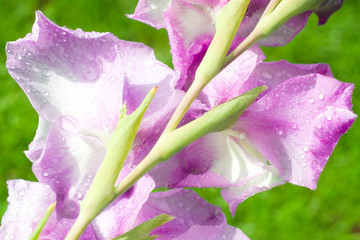 Purple gladiolus with raindrops in the garden. Natural floral background