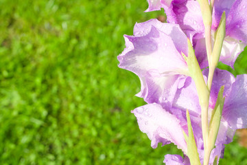 Purple gladiolus with raindrops in the garden. Natural floral background