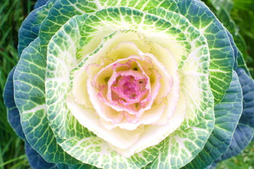 Pink-green decorative cabbage. Landscape design element, natural floral background