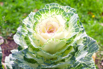 Pink-green decorative cabbage. Landscape design element, natural floral background