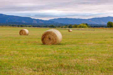 Hay bales in farmer's field on an early autumn morning